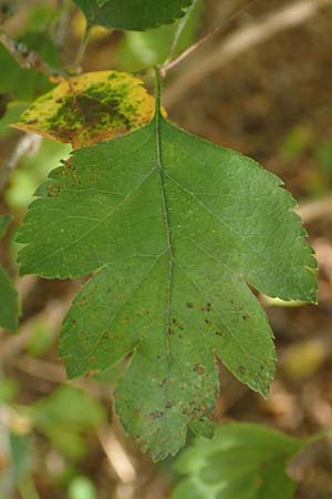 Crataegus rhipidophylla subsp. lindmanii \ Lindmans Weidorn, Langkelch-Weidorn / Lindman's Hawthorn, D Mainz 10.10.2018