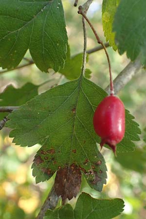 Crataegus rhipidophylla subsp. lindmanii \ Lindmans Weidorn, Langkelch-Weidorn / Lindman's Hawthorn, D Mainz 10.10.2018