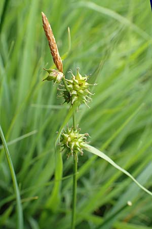 Carex lepidocarpa \ Schuppenfrchtige Gelb-Segge / Shed Sedge, D Neuleiningen 25.5.2020