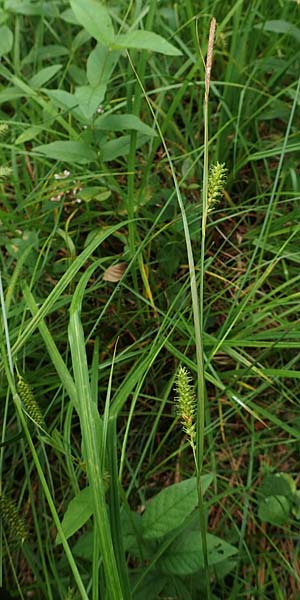 Carex laevigata \ Glatte Segge / Smooth-Stalked Sedge, D Hunsrück, Langweiler 18.7.2020