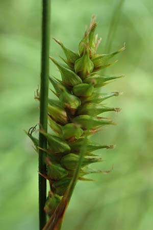 Carex laevigata \ Glatte Segge / Smooth-Stalked Sedge, D Hunsrück, Langweiler 18.7.2020
