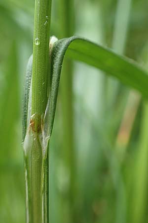 Carex laevigata \ Glatte Segge / Smooth-Stalked Sedge, D Hunsrück, Langweiler 18.7.2020