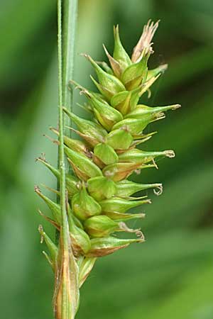 Carex laevigata \ Glatte Segge / Smooth-Stalked Sedge, D Hunsrück, Langweiler 18.7.2020