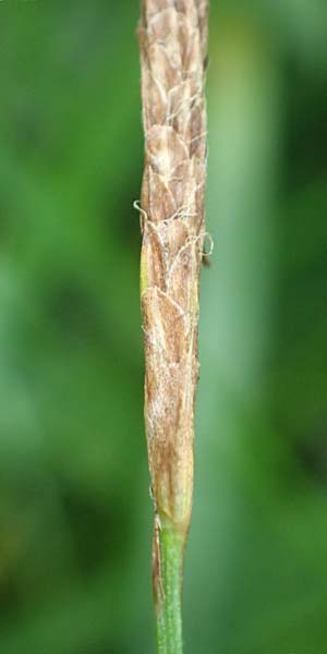 Carex laevigata \ Glatte Segge / Smooth-Stalked Sedge, D Hunsrück, Langweiler 18.7.2020