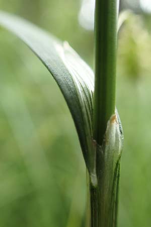 Carex laevigata \ Glatte Segge / Smooth-Stalked Sedge, D Hunsrück, Langweiler 18.7.2020