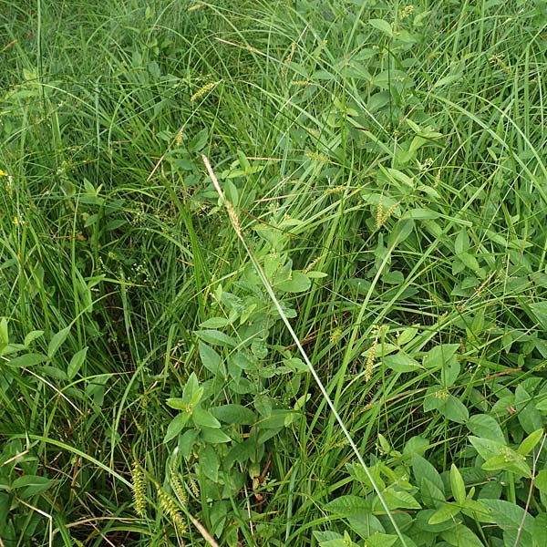 Carex laevigata \ Glatte Segge / Smooth-Stalked Sedge, D Hunsrück, Langweiler 18.7.2020