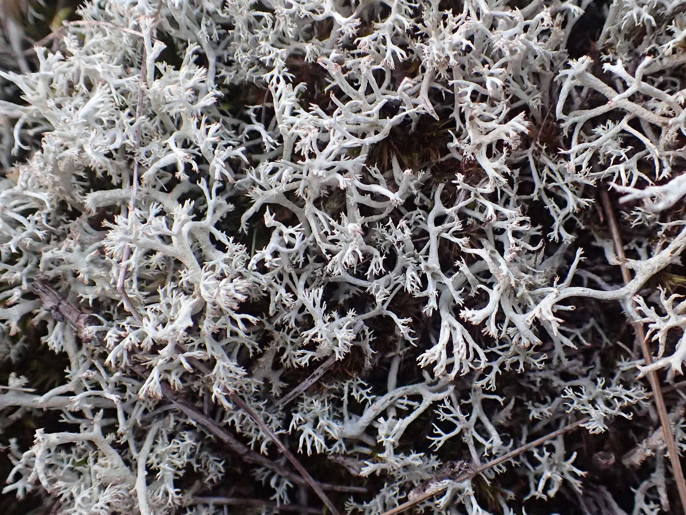 Cladonia rangiferina \ Rentier-Flechte / Reindeer Lichen, D Brandenburg, Havelaue-Gülpe 16.9.2020