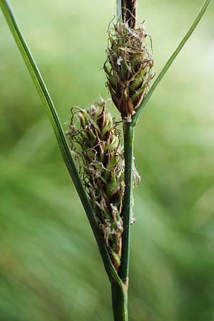 Carex lasiocarpa \ Behaartfrchtige Segge / Slender Sedge, Wooly-Fruited Sedge, D Ludwigswinkel 26.6.2023