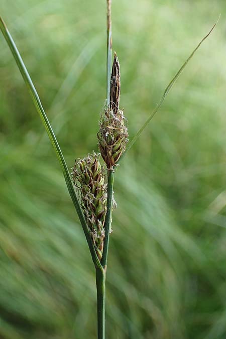 Carex lasiocarpa \ Behaartfrchtige Segge / Slender Sedge, Wooly-Fruited Sedge, D Ludwigswinkel 26.6.2023