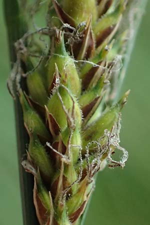 Carex lasiocarpa \ Behaartfrchtige Segge / Slender Sedge, Wooly-Fruited Sedge, D Ludwigswinkel 26.6.2023