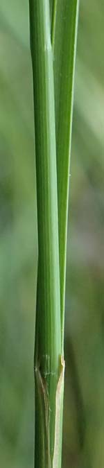 Carex lasiocarpa \ Behaartfrchtige Segge / Slender Sedge, Wooly-Fruited Sedge, D Ludwigswinkel 26.6.2023