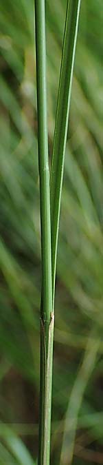 Carex lasiocarpa \ Behaartfrchtige Segge / Slender Sedge, Wooly-Fruited Sedge, D Ludwigswinkel 26.6.2023