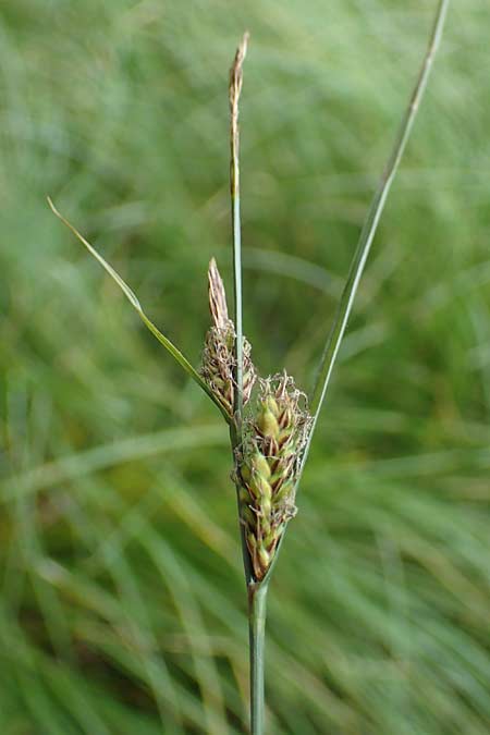 Carex lasiocarpa \ Behaartfrchtige Segge / Slender Sedge, Wooly-Fruited Sedge, D Ludwigswinkel 26.6.2023