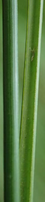 Carex lasiocarpa \ Behaartfrchtige Segge / Slender Sedge, Wooly-Fruited Sedge, D Ludwigswinkel 26.6.2023