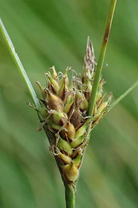 Carex lasiocarpa \ Behaartfrchtige Segge / Slender Sedge, Wooly-Fruited Sedge, D Ludwigswinkel 26.6.2023