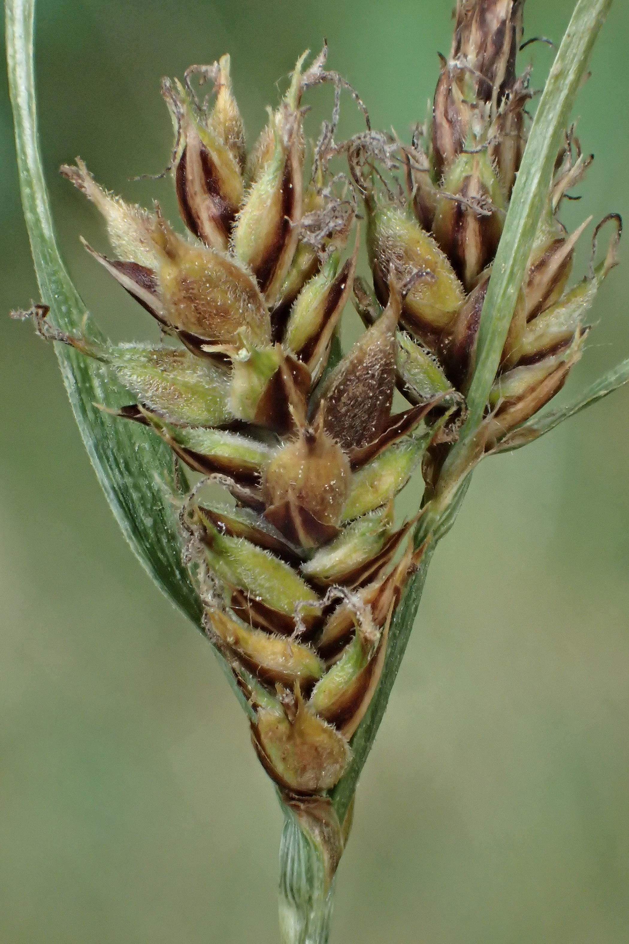 Carex lasiocarpa \ Behaartfrchtige Segge / Slender Sedge, Wooly-Fruited Sedge, D Ludwigswinkel 27.6.2023