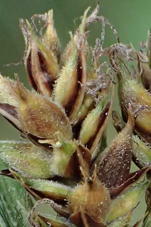 Carex lasiocarpa \ Behaartfrchtige Segge / Slender Sedge, Wooly-Fruited Sedge, D Ludwigswinkel 27.6.2023