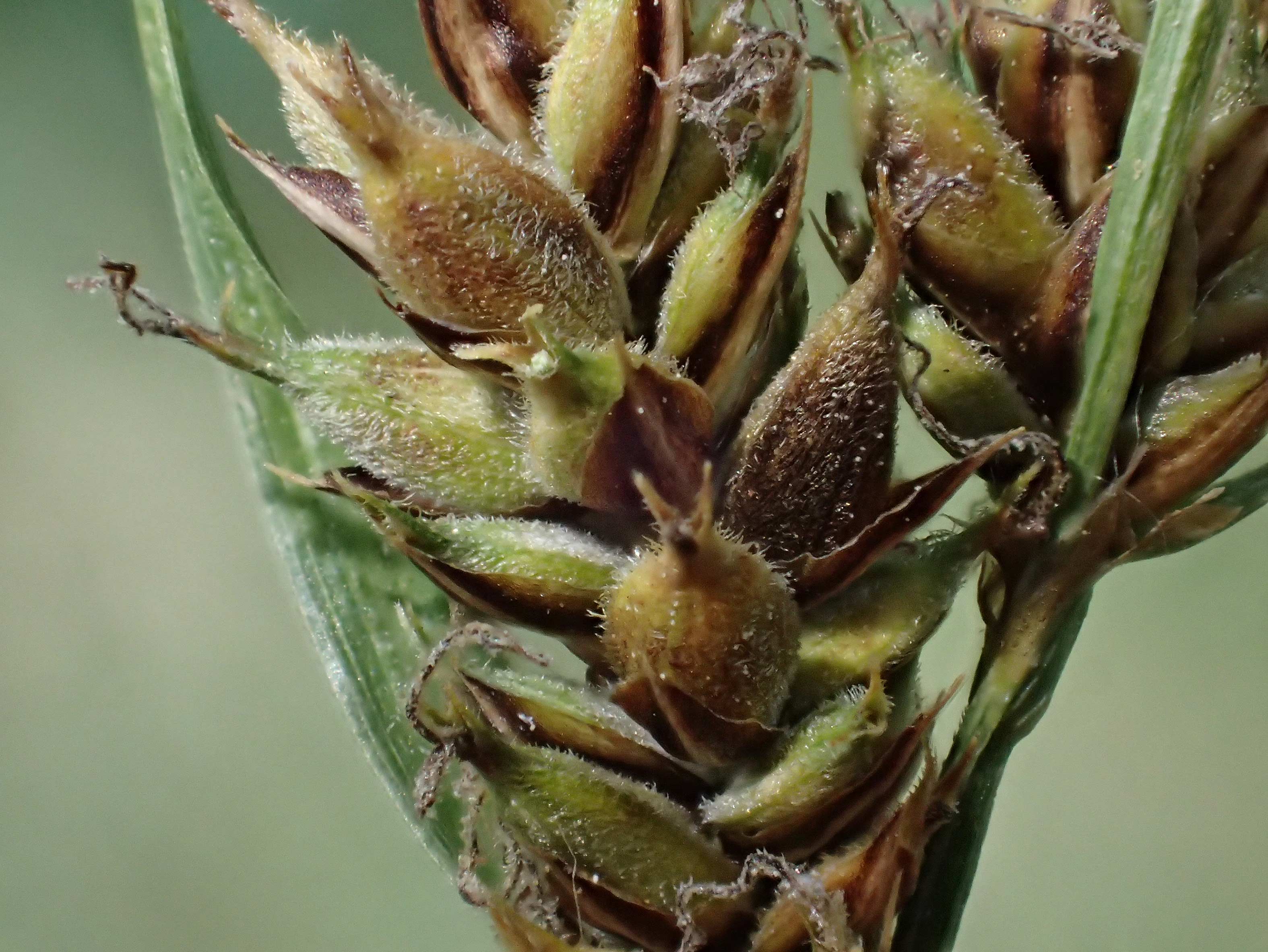 Carex lasiocarpa \ Behaartfrchtige Segge / Slender Sedge, Wooly-Fruited Sedge, D Ludwigswinkel 27.6.2023