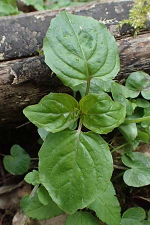 Circaea lutetiana \ Gew�hnliches Hexenkraut, Gro�es Hexenkraut / Enchanter's Nightshade, D Bensheim 28.3.2026
