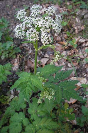 Chaerophyllum hirsutum \ Berg-Klberkropf / Hairy Chervil, D Schwarzwald/Black-Forest, Feldberg 28.4.2007