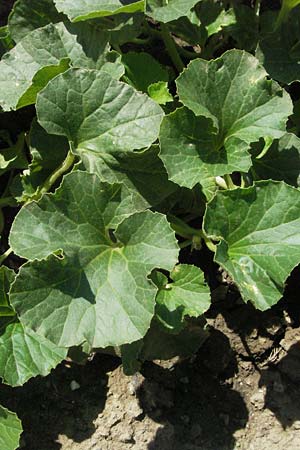 Cucumis melo \ Zucker-Melone, Honig-Melone / Musk Melon, D Botan. Gar.  Universit.  Mainz 4.8.2007