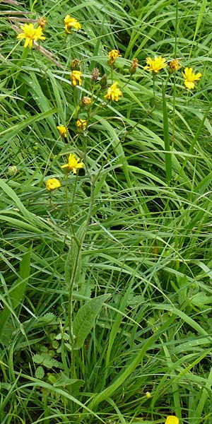 Crepis mollis \ Weicher Pippau / Northern Hawk's-Beard, D Hechingen 20.6.2015