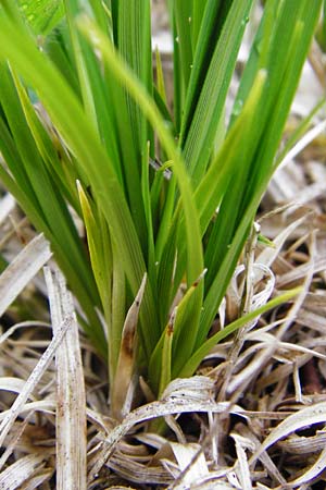 Carex montana \ Berg-Segge / Mountain Sedge, Soft-Leaved Sedge, D Langgöns 25.4.2015