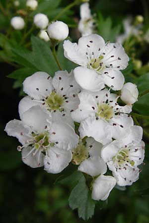 Crataegus monogyna \ Eingriffeliger Weidorn / Hawthorn, D Bensheim 6.5.2015