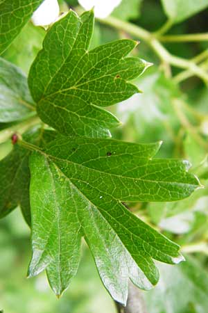 Crataegus monogyna \ Eingriffeliger Weidorn / Hawthorn, D Bensheim 6.5.2015