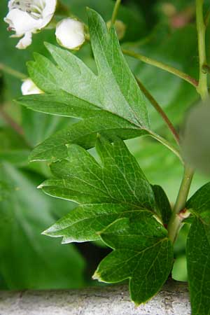 Crataegus monogyna \ Eingriffeliger Weidorn / Hawthorn, D Bensheim 6.5.2015
