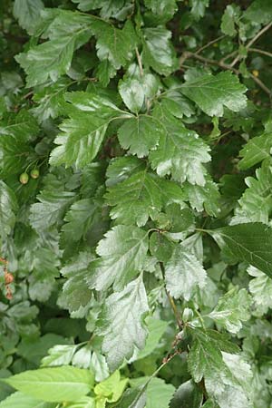 Crataegus x macrocarpa \ Grofrchtiger Weidorn, D Langenselbold 11.6.2016