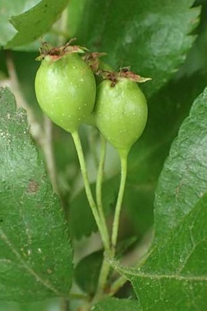 Crataegus x macrocarpa \ Grofrchtiger Weidorn, D Langenselbold 11.6.2016