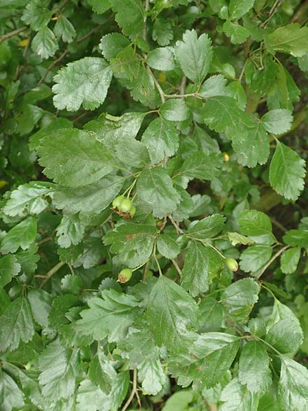 Crataegus x macrocarpa \ Grofrchtiger Weidorn, D Langenselbold 11.6.2016
