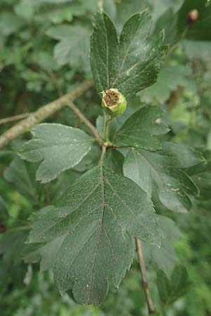 Crataegus x macrocarpa \ Grofrchtiger Weidorn, D Langenselbold 11.6.2016