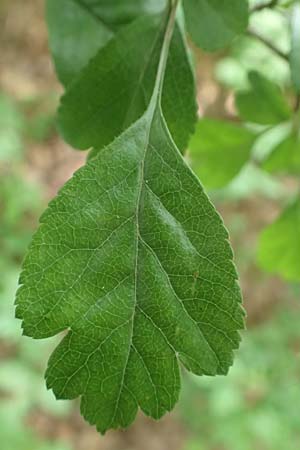 Crataegus x macrocarpa \ Grofrchtiger Weidorn, D Langenselbold 11.6.2016