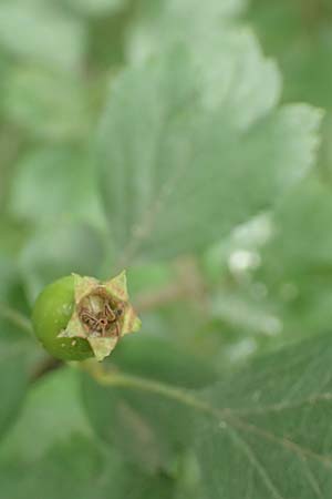 Crataegus x macrocarpa \ Grofrchtiger Weidorn, D Langenselbold 11.6.2016