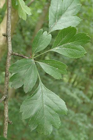Crataegus x macrocarpa \ Grofrchtiger Weidorn, D Langenselbold 11.6.2016
