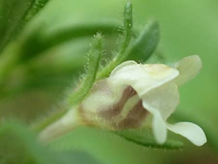 Chaenorhinum minus \ Kleiner Orant / Small Toadflax, D Mömlingen 25.6.2016