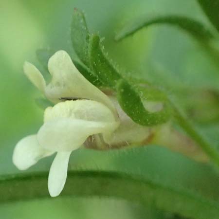 Chaenorhinum minus \ Kleiner Orant / Small Toadflax, D Mömlingen 25.6.2016