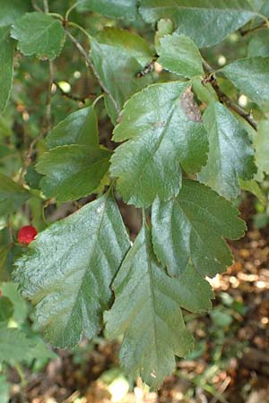 Crataegus x macrocarpa \ Grofrchtiger Weidorn, D Langenselbold 10.9.2016