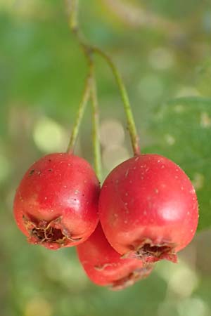 Crataegus x macrocarpa \ Grofrchtiger Weidorn, D Langenselbold 10.9.2016