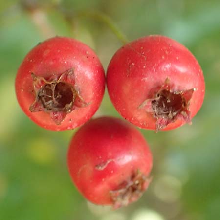 Crataegus x macrocarpa \ Grofrchtiger Weidorn, D Langenselbold 10.9.2016