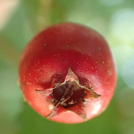 Crataegus x macrocarpa \ Grofrchtiger Weidorn, D Langenselbold 10.9.2016