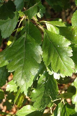 Crataegus x macrocarpa \ Grofrchtiger Weidorn, D Langenselbold 10.9.2016