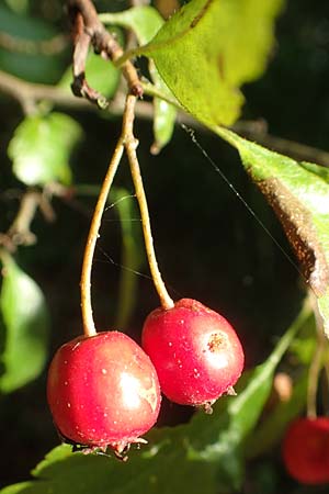 Crataegus x macrocarpa \ Grofrchtiger Weidorn, D Langenselbold 10.9.2016