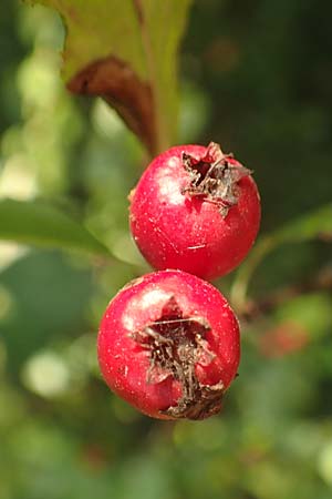Crataegus x macrocarpa \ Grofrchtiger Weidorn, D Langenselbold 10.9.2016