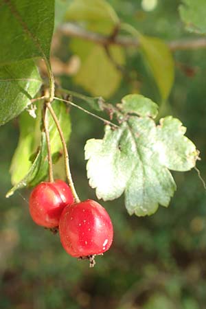 Crataegus x macrocarpa \ Grofrchtiger Weidorn, D Langenselbold 10.9.2016