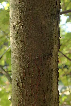 Crataegus x macrocarpa \ Grofrchtiger Weidorn, D Langenselbold 10.9.2016