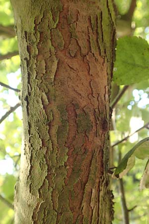 Crataegus x macrocarpa \ Grofrchtiger Weidorn, D Langenselbold 10.9.2016