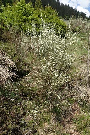 Cytisus multiflorus \ Wei�er Ginster, Vielbl�tiger Gei�klee / White Broom, D Schwarzwald/Black-Forest, Menzenschwand 27.5.2017